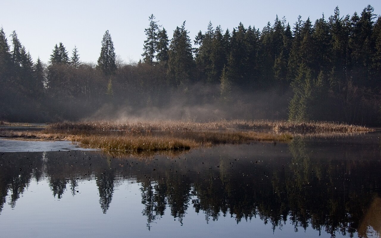 2008年のスタンレーパークのビーバーレイク。水面に湿地の植物と周囲の森が映る、過去の現地写真。