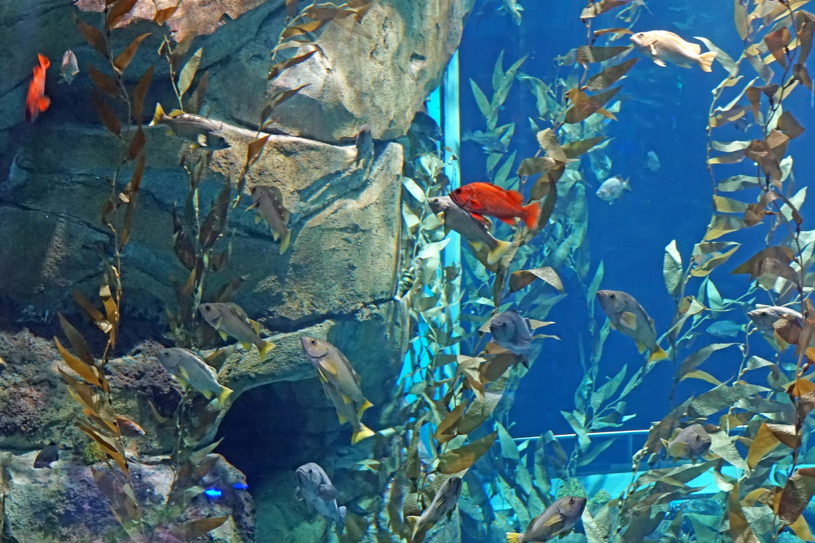 Ripley’s Aquarium 里普利水族馆攻略｜位置、交通与参观规划