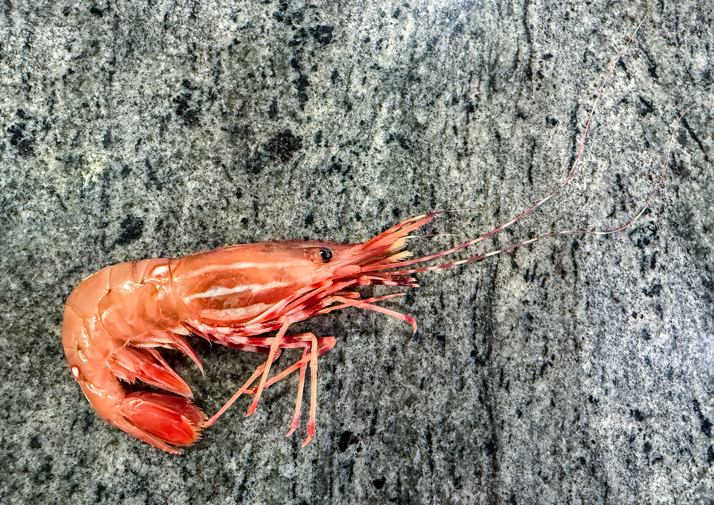 Crevettes tachetées à Vancouver : saison, achat et cuisson