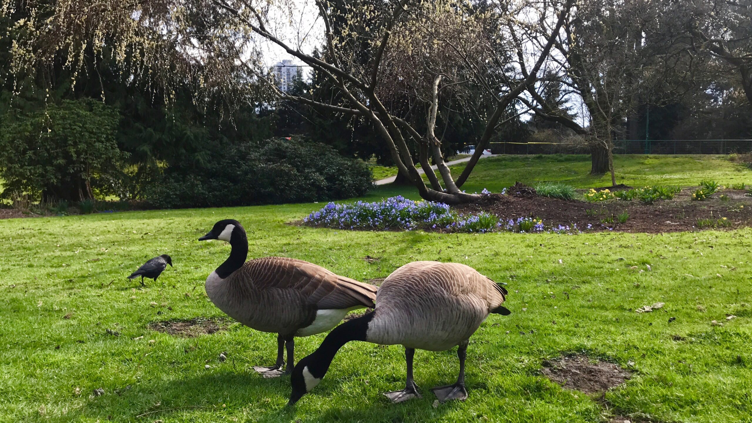 Faune urbaine à Vancouver : bernaches, nourriture et sécurité en plein air
