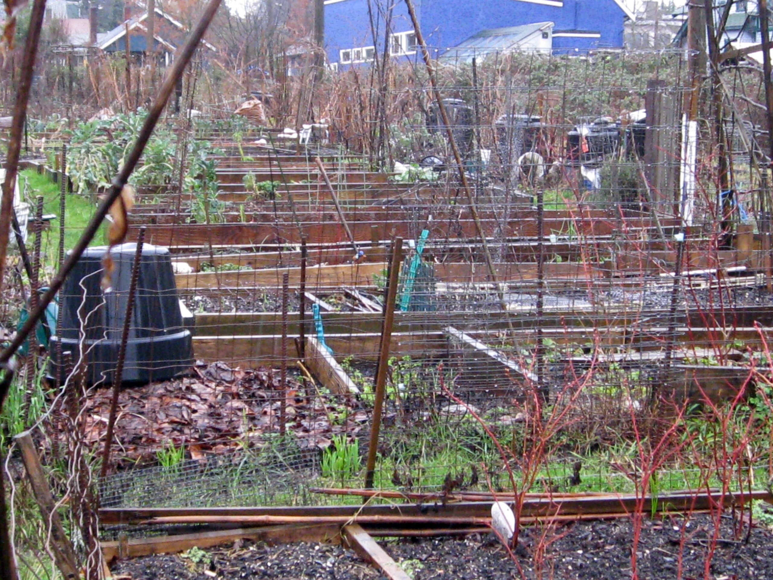 Beds and paths in a Vancouver community garden in 2011, a historical photograph